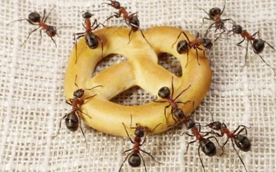 Cuidado com as Formigas
